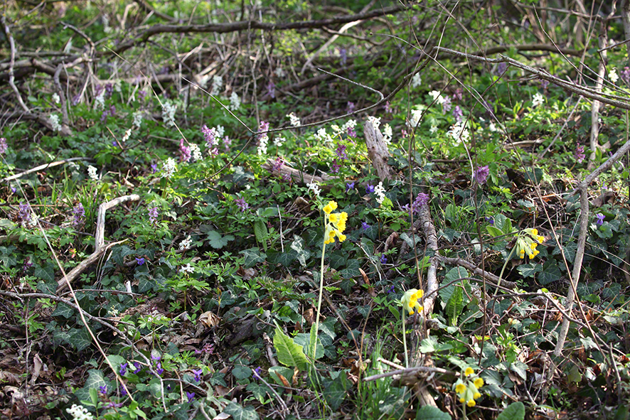 Hohler Lerchensporn